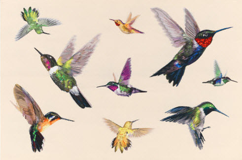 hummingbirds