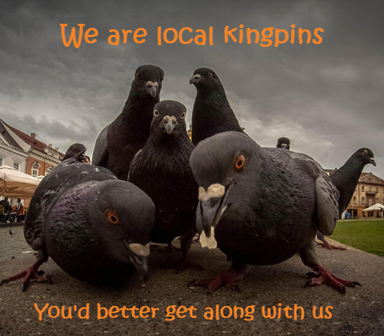 Pigeon update effect