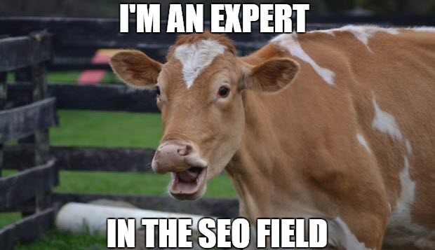 become-seo-expert