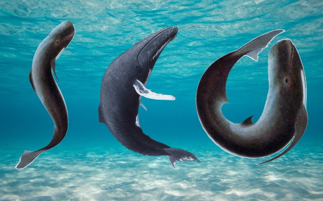 Three SEO whales